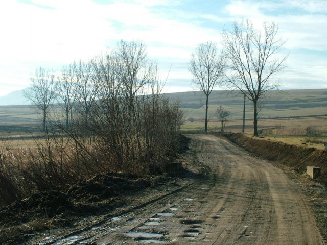 Kalotadamosi_ut1